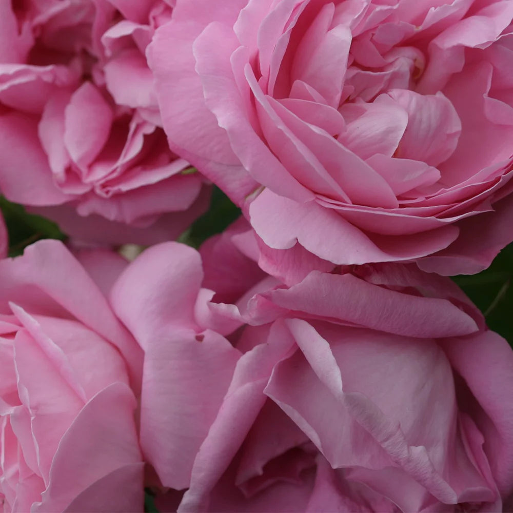 Fragrant Live Plant Pink Rose Bush T55683