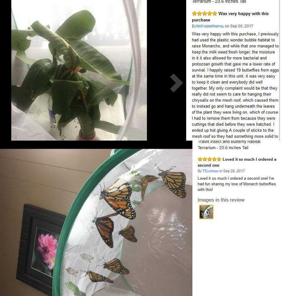 Insect and Butterfly Habitat Terrarium U178