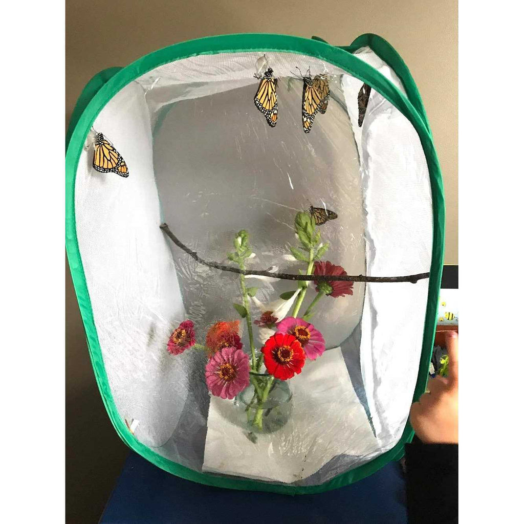 Insect and Butterfly Habitat Terrarium U178