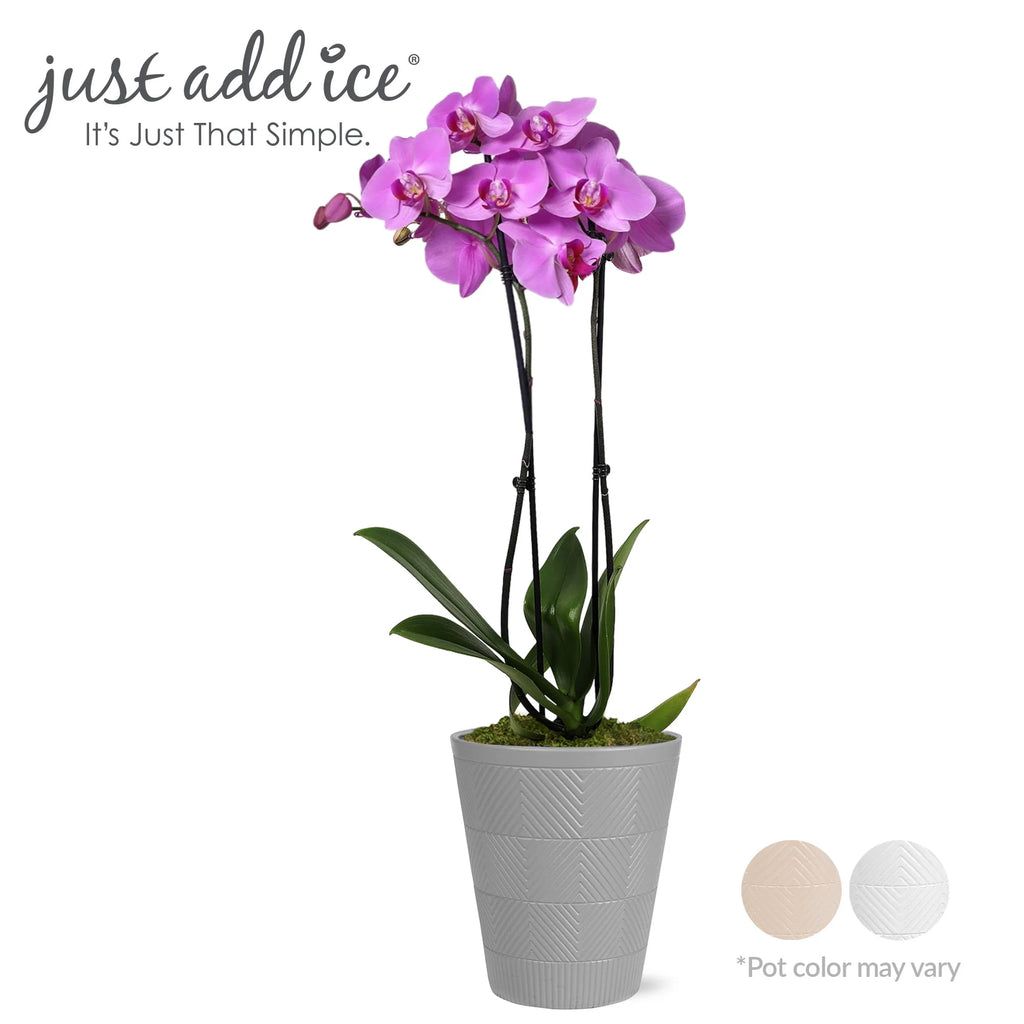 Pink Purple Orchid in 5 Clay Pot C129269