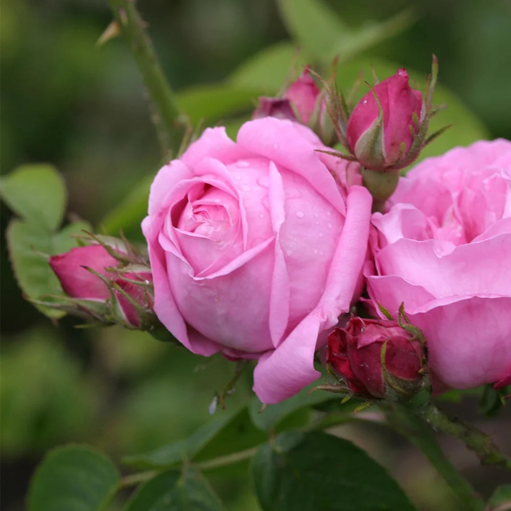 Fragrant Live Plant Pink Rose Bush T55683