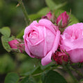 Fragrant Live Plant Pink Rose Bush T55683
