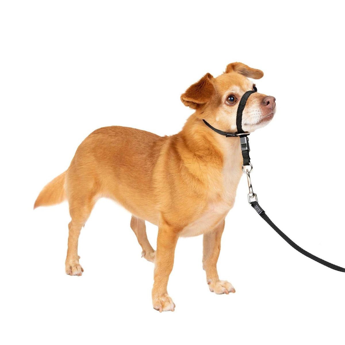 Headcollar Q33844