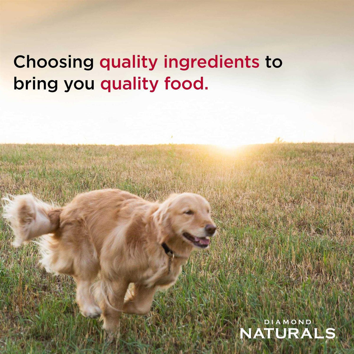 Adult Chicken Rice Dry Dog Food G935