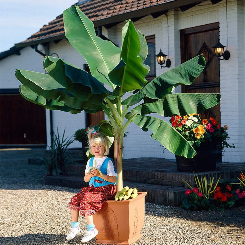 Dwarf Cavendish Banana Tree 1 Gal H81020