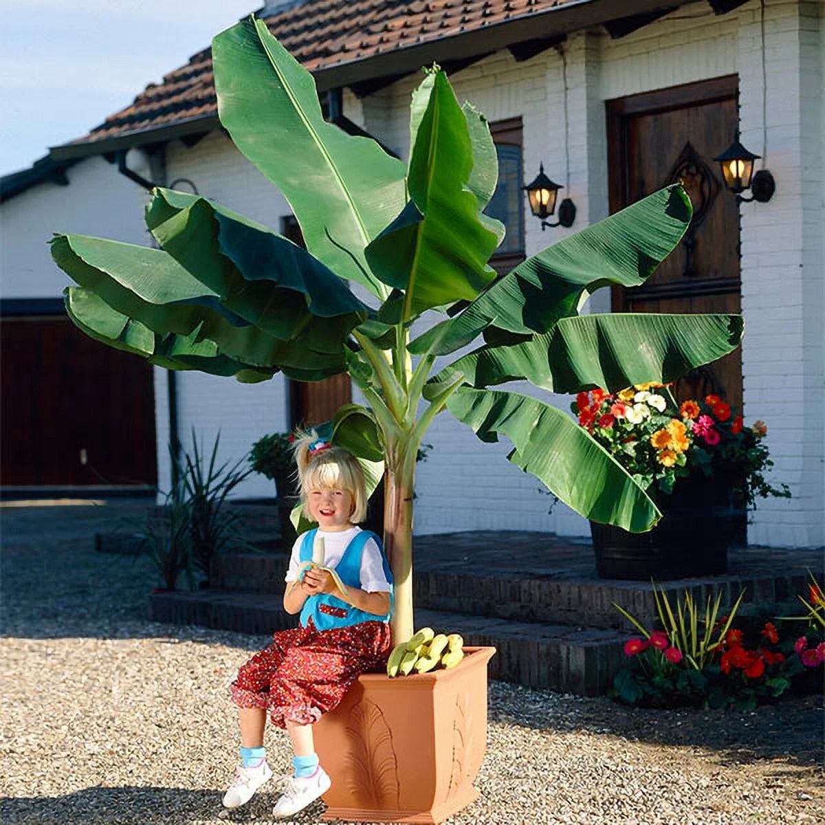 Dwarf Cavendish Banana Tree 1 Gal H81020