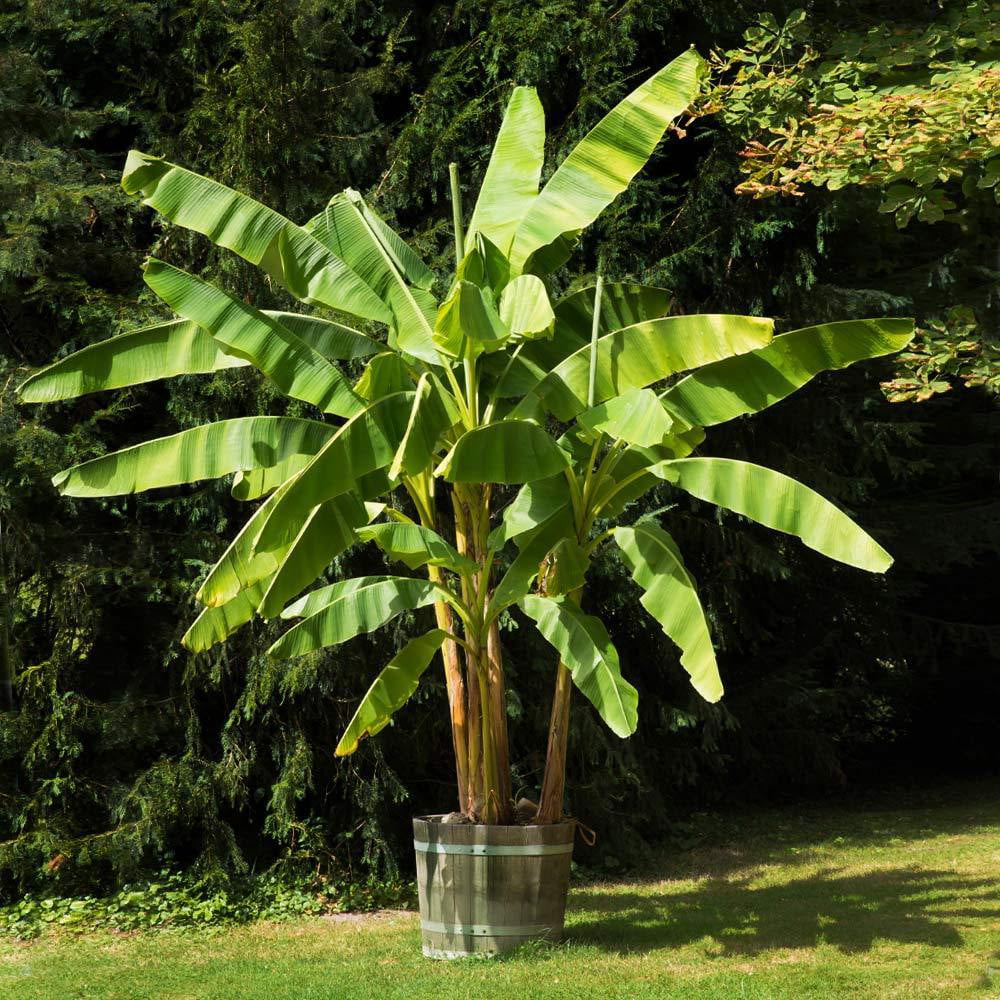 Dwarf Cavendish Banana Tree 1 Gal H81020