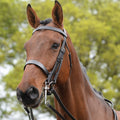 Brown Bridle A117