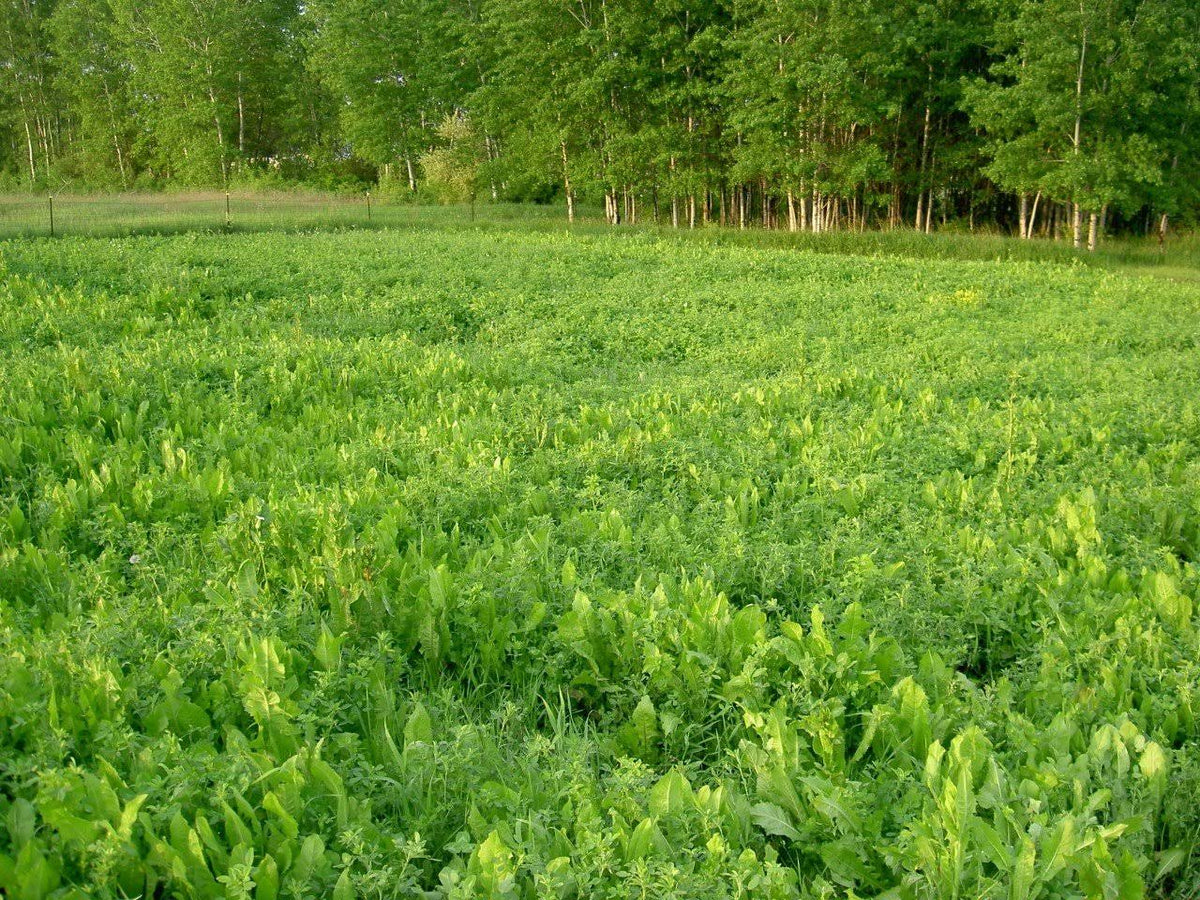 Perennial Food Plot Seed L318