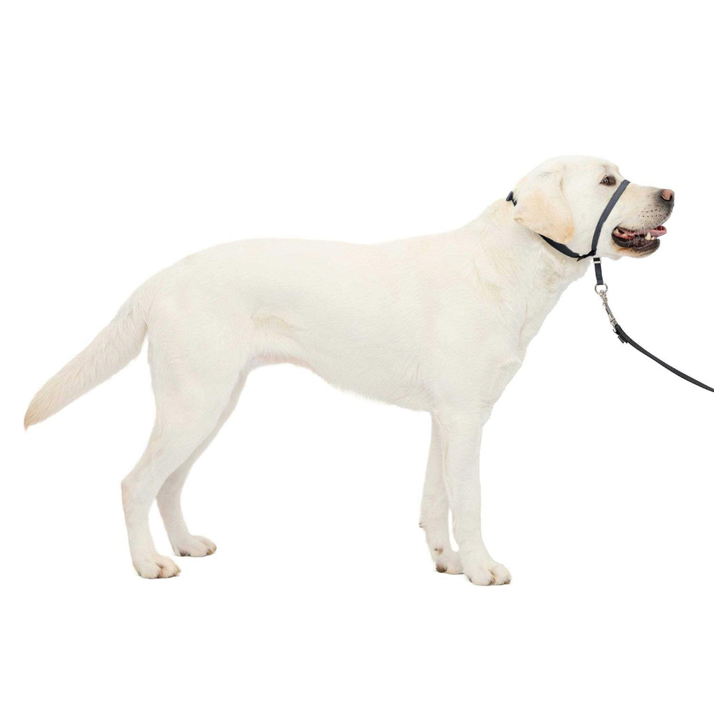 Headcollar Q33844
