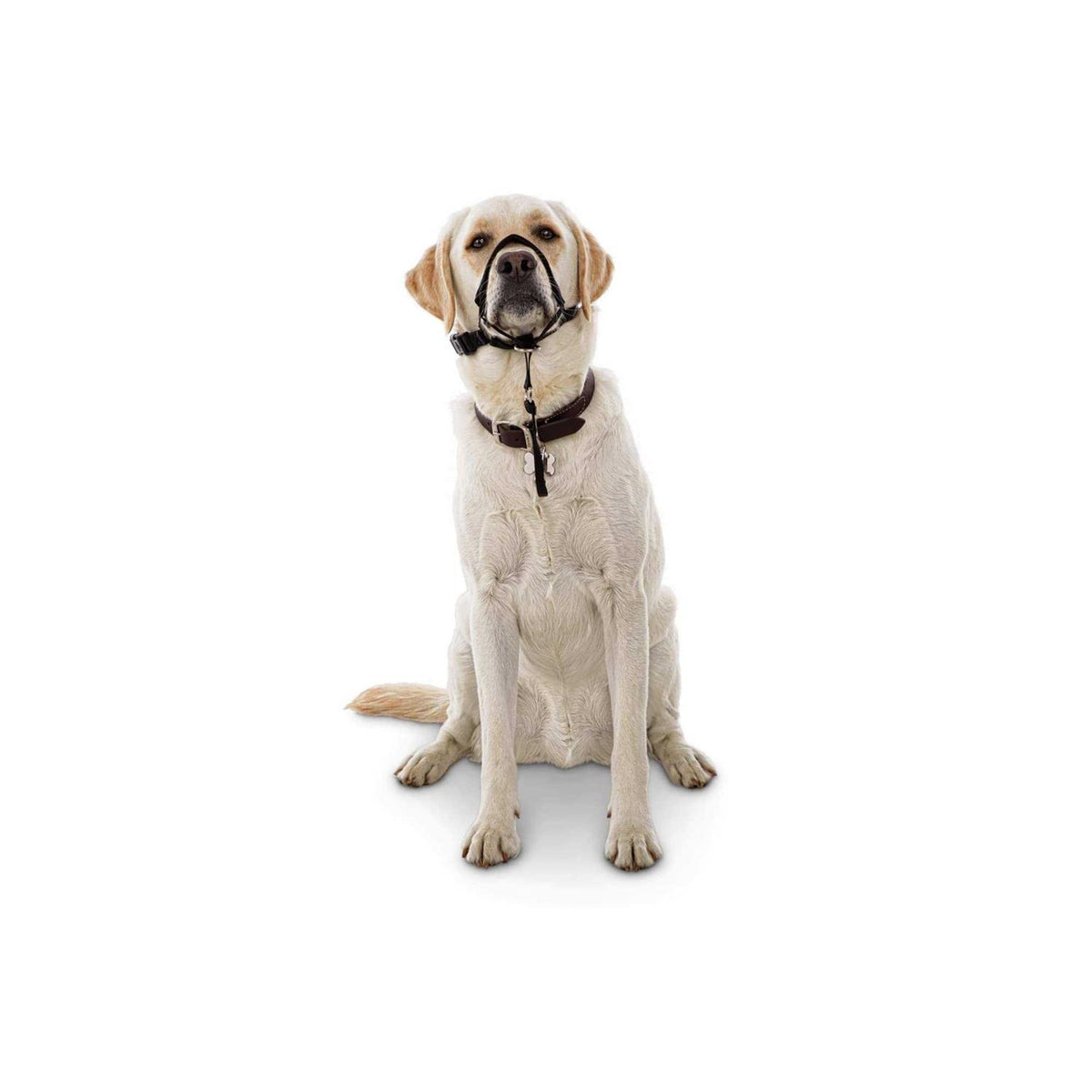 Head Halter L238342
