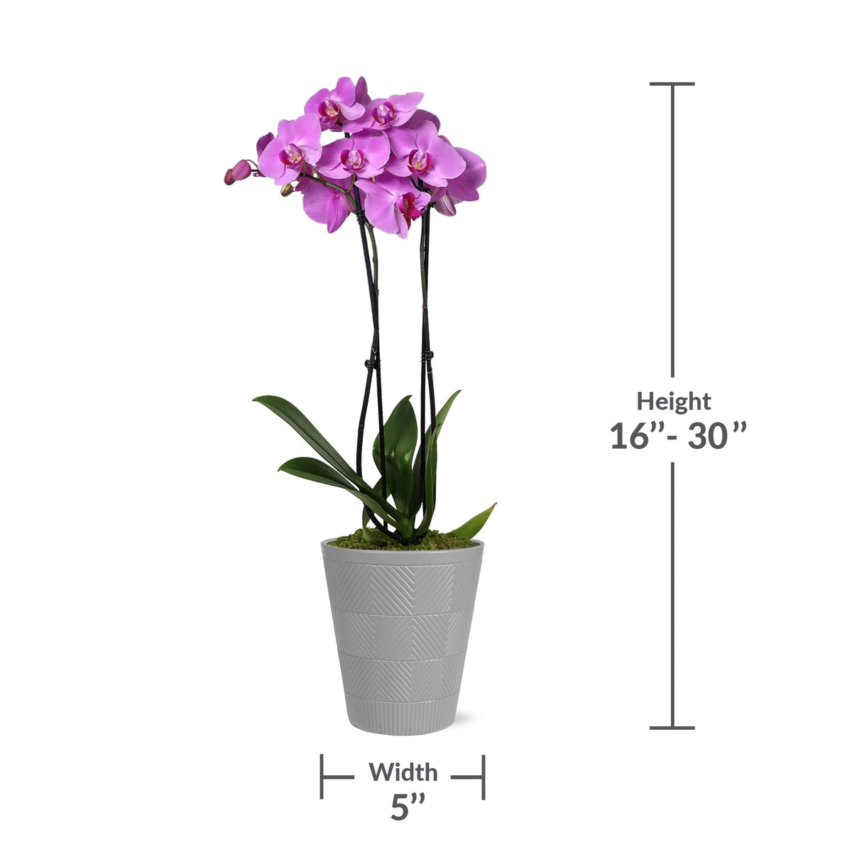 Pink Purple Orchid in 5 Clay Pot C129269