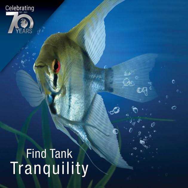 20 Gallons Aquatic Turtle Kit with Filter And Heating Lamps X71456