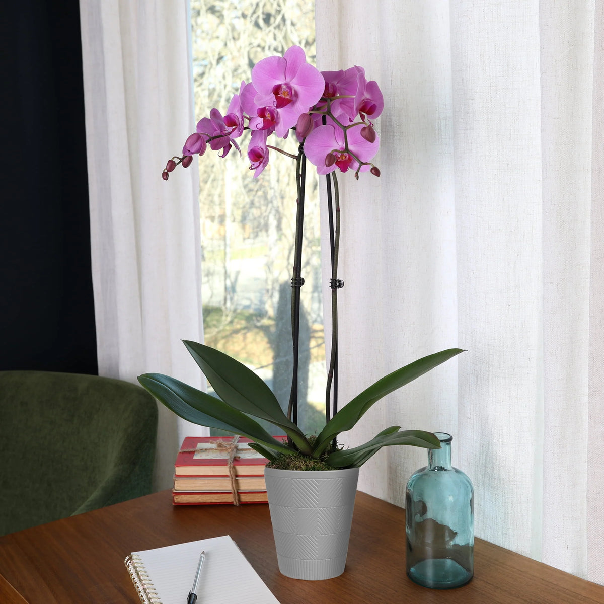 Pink Purple Orchid in 5 Clay Pot C129269