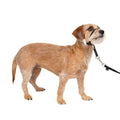Headcollar Q33844