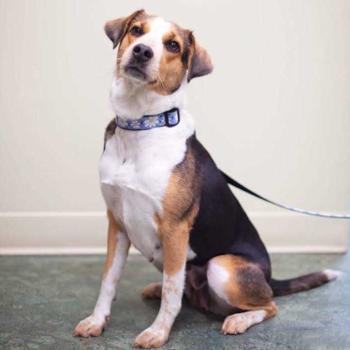 Dog Collar F974