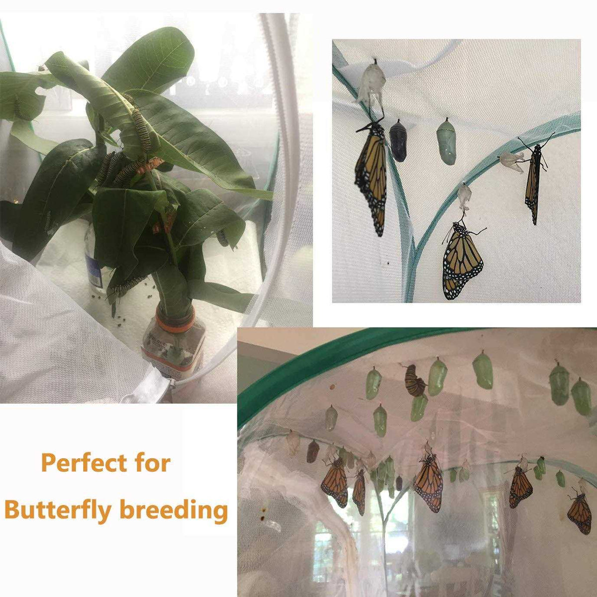 Insect and Butterfly Habitat Terrarium U178