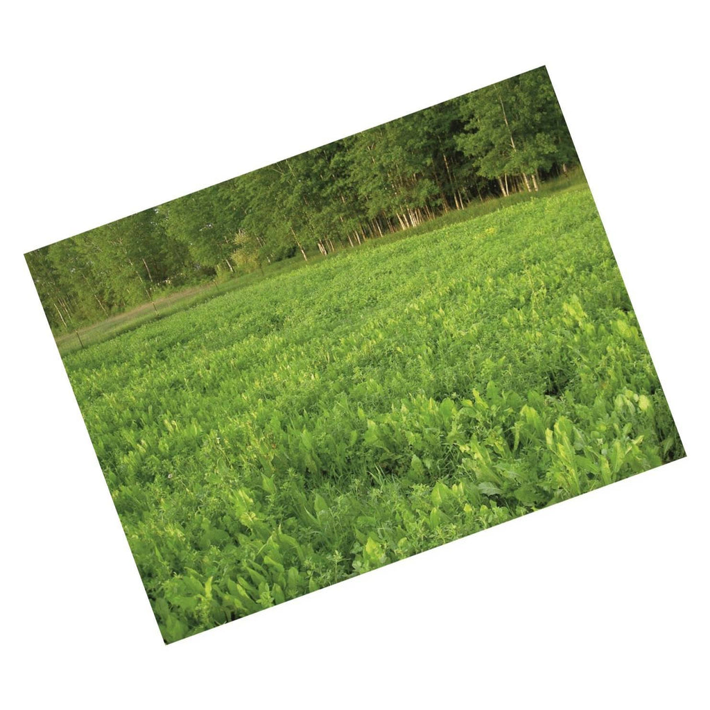 Perennial Food Plot Seed L318