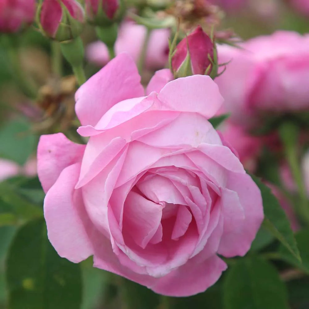 Fragrant Live Plant Pink Rose Bush T55683