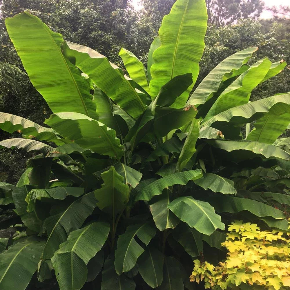 Dwarf Cavendish Banana Tree 1 Gal H81020
