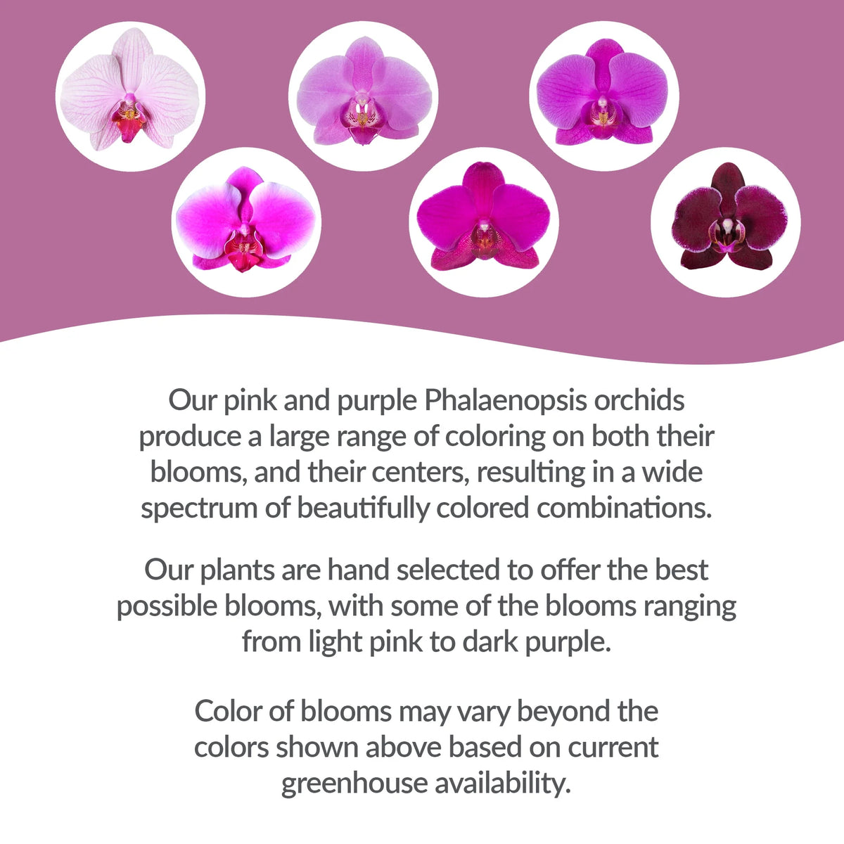Pink Purple Orchid in 5 Clay Pot C129269