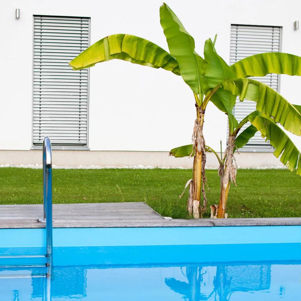 Dwarf Cavendish Banana Tree 1 Gal H81020
