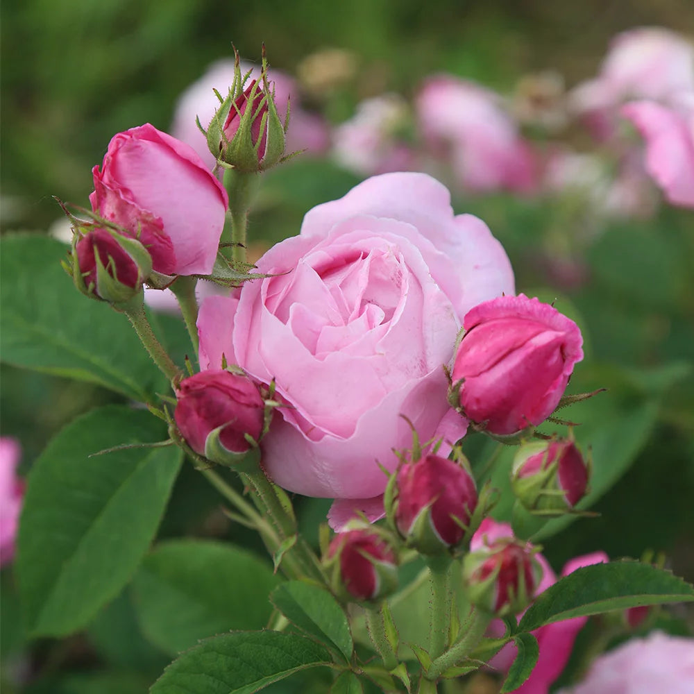 Fragrant Live Plant Pink Rose Bush T55683
