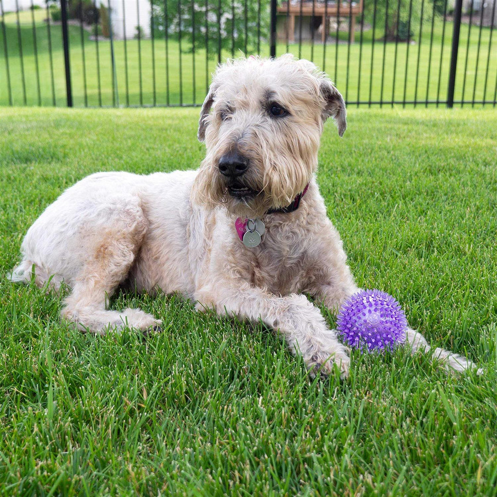 Squeaker Ball Dog Toy U89685