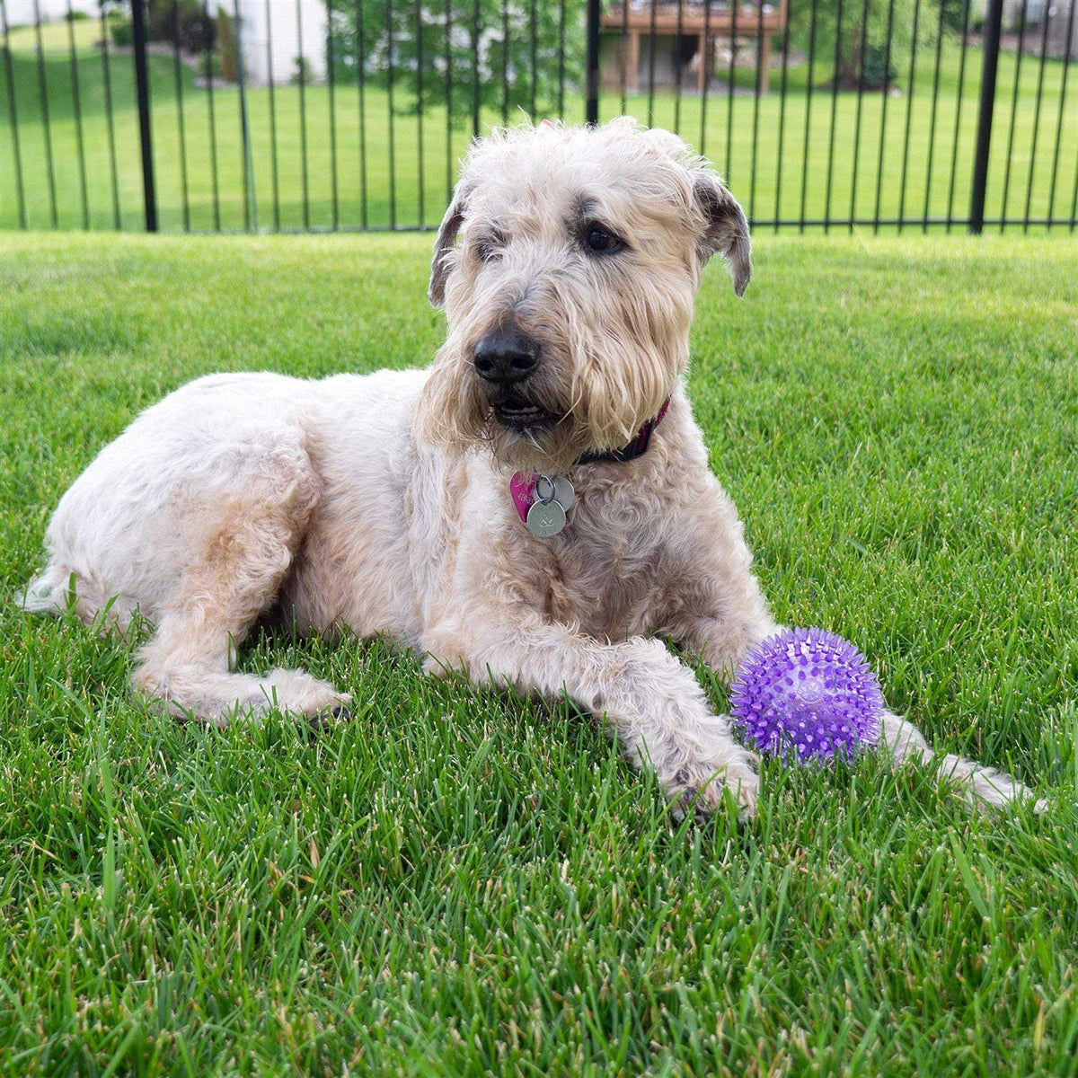 Squeaker Ball Dog Toy U89685