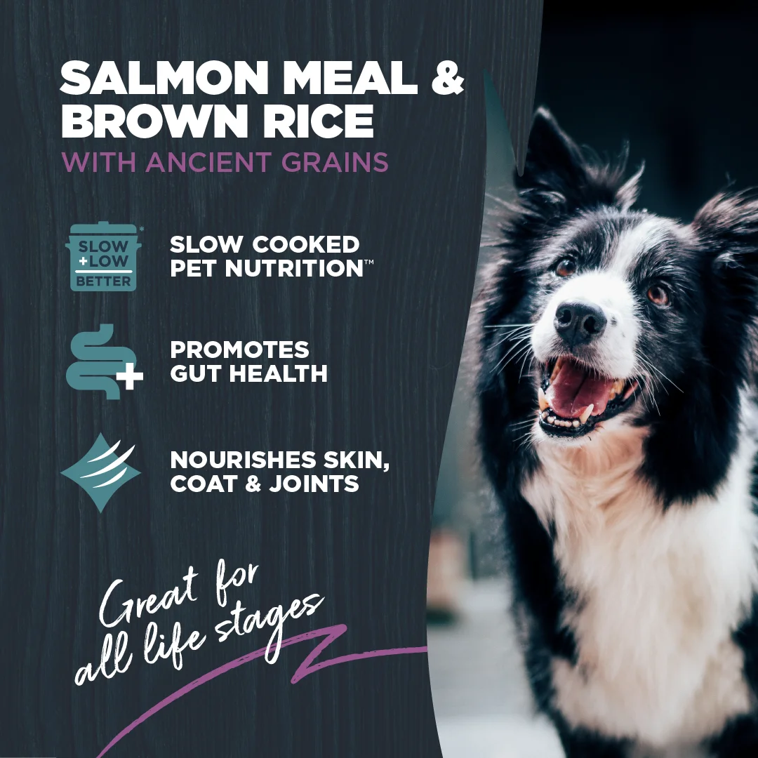 Blackwood Dry Dog Food Sensitive Skin & Stomach Salmon Meal with Ancient Grains 10 lb. C893