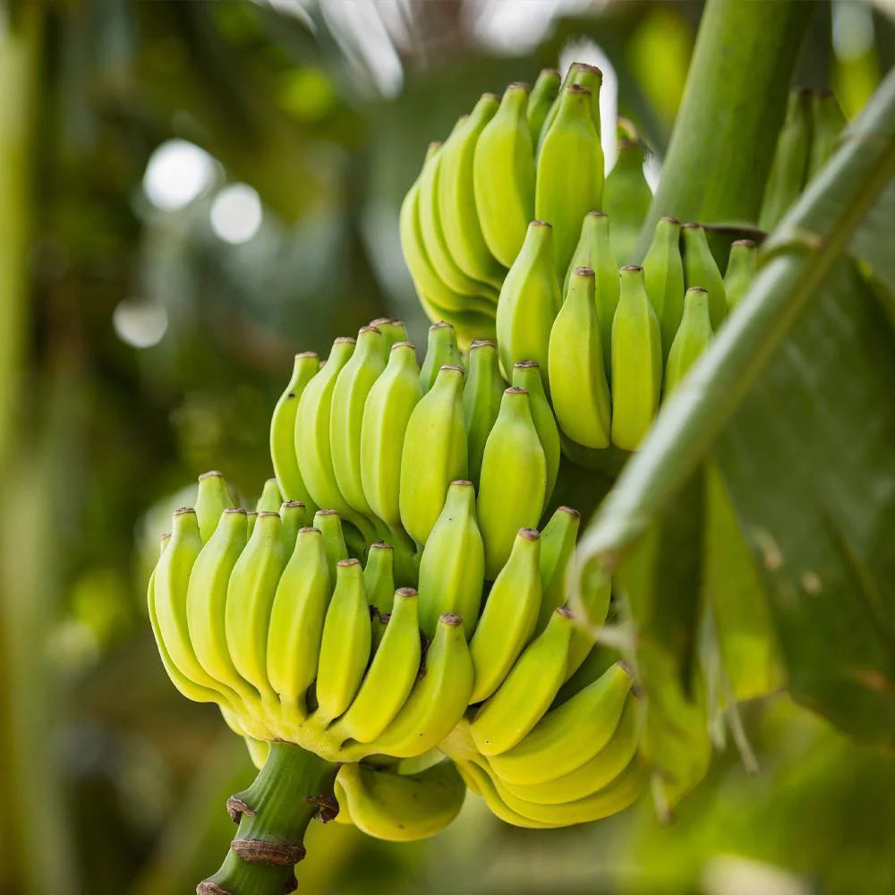 Dwarf Cavendish Banana Tree 1 Gal H81020