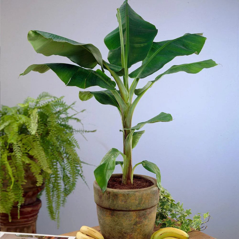 Dwarf Cavendish Banana Tree 1 Gal H81020