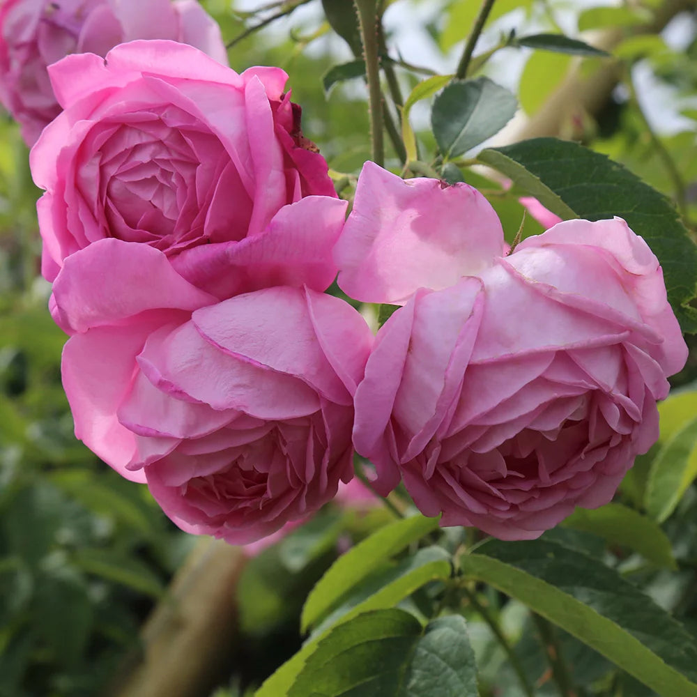 Fragrant Live Plant Pink Rose Bush T55683