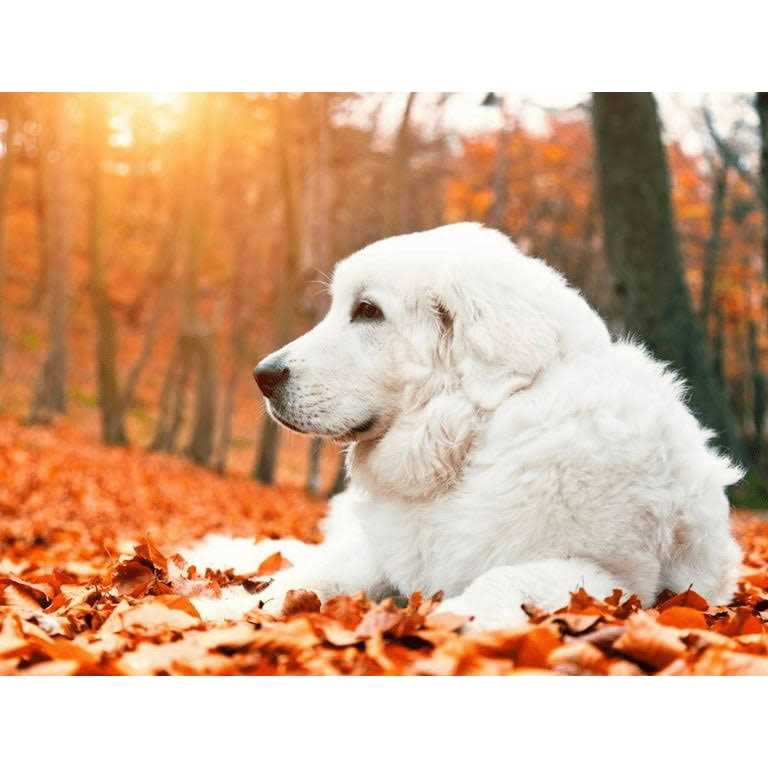 Krill Oil Soft Chews for Dogs N634