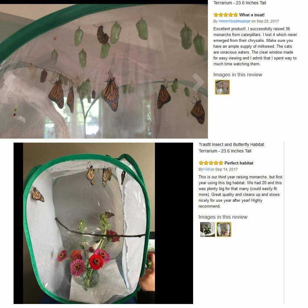 Insect and Butterfly Habitat Terrarium U178