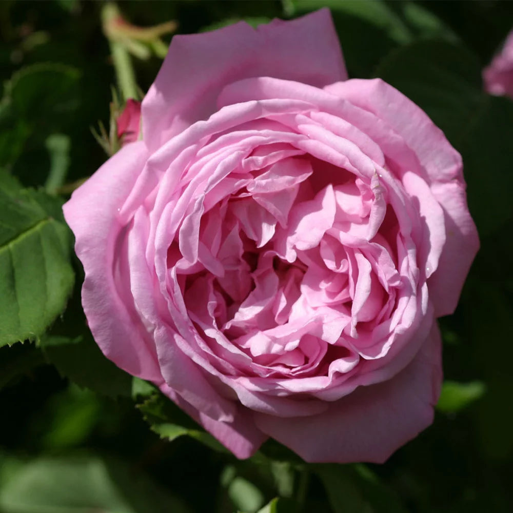 Fragrant Live Plant Pink Rose Bush T55683