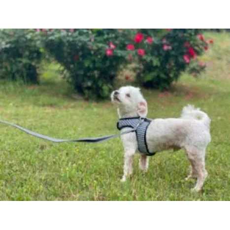 Teacup Gingham Dog Harness Vest T8947