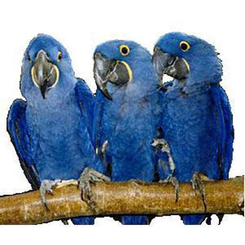 Hardwood Bird Perch Z165